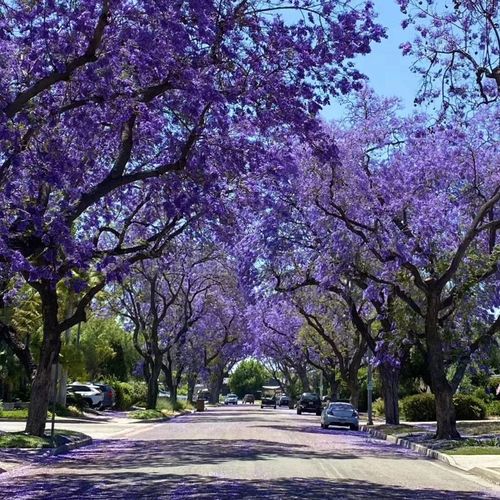 🌸WISTERIA - THE GARDENS CASCADING BEAUTY ALL YEAR ROUND