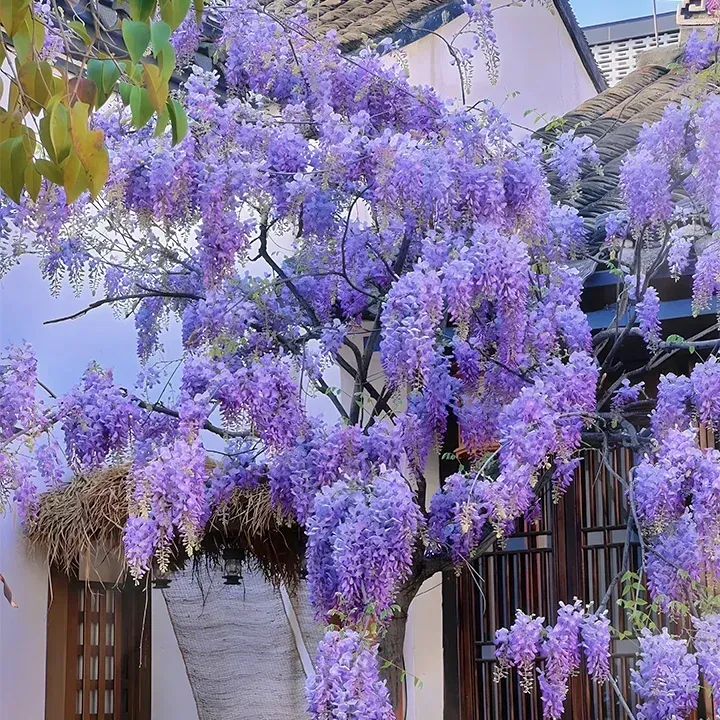 🌸WISTERIA - THE GARDENS CASCADING BEAUTY ALL YEAR ROUND