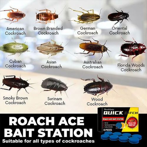 Limited Time Offer - Buy One Get One Free！Roach Ace Bait Station