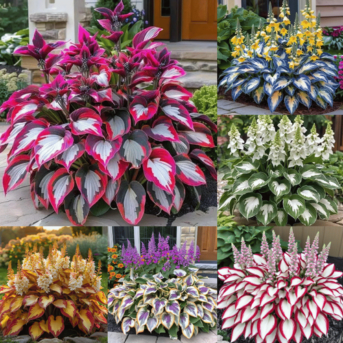 🍃Rare Hosta Seeds🌿Easy to maintain, drought and heat tolerant, can be planted in all seasons