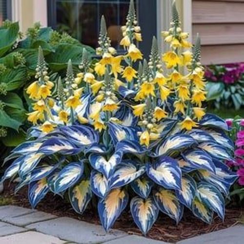 🍃Rare Hosta Seeds🌿Easy to maintain, drought and heat tolerant, can be planted in all seasons