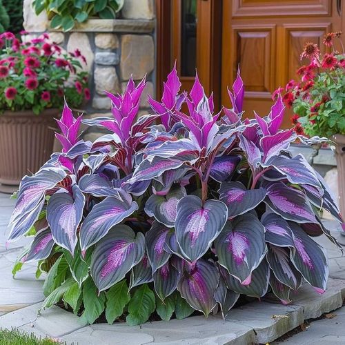 🍃Rare Hosta Seeds🌿Easy to maintain, drought and heat tolerant, can be planted in all seasons
