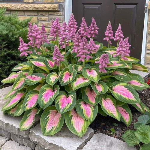 🍃Rare Hosta Seeds🌿Easy to maintain, drought and heat tolerant, can be planted in all seasons