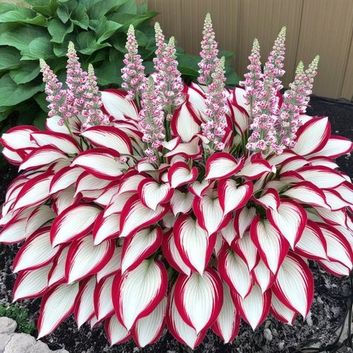 🍃Rare Hosta Seeds🌿Easy to maintain, drought and heat tolerant, can be planted in all seasons