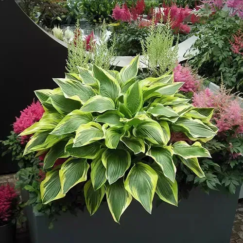 🍃Rare Hosta Seeds🌿Easy to maintain, drought and heat tolerant, can be planted in all seasons