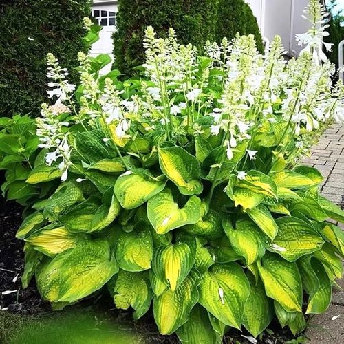 🍃Rare Hosta Seeds🌿Easy to maintain, drought and heat tolerant, can be planted in all seasons
