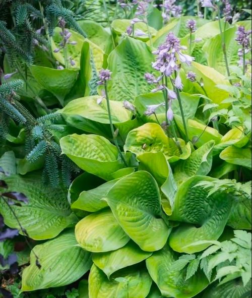 🍃Rare Hosta Seeds🌿Easy to maintain, drought and heat tolerant, can be planted in all seasons