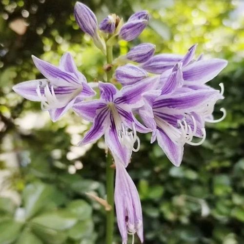 🍃Rare Hosta Seeds🌿Easy to maintain, drought and heat tolerant, can be planted in all seasons