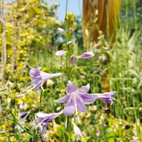 🍃Rare Hosta Seeds🌿Easy to maintain, drought and heat tolerant, can be planted in all seasons