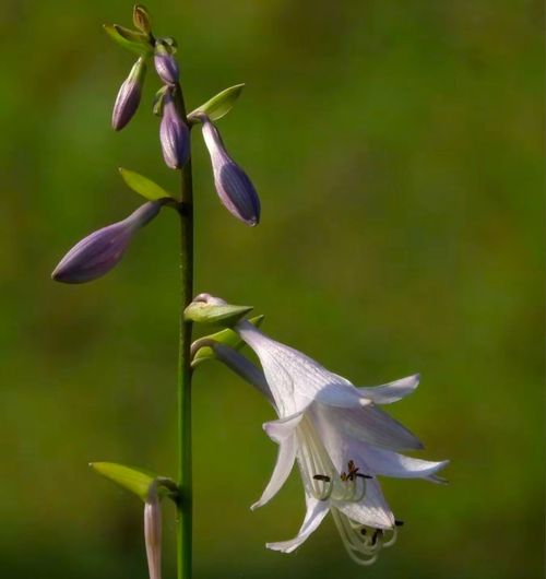 🍃Rare Hosta Seeds🌿Easy to maintain, drought and heat tolerant, can be planted in all seasons