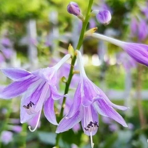 🍃Rare Hosta Seeds🌿Easy to maintain, drought and heat tolerant, can be planted in all seasons