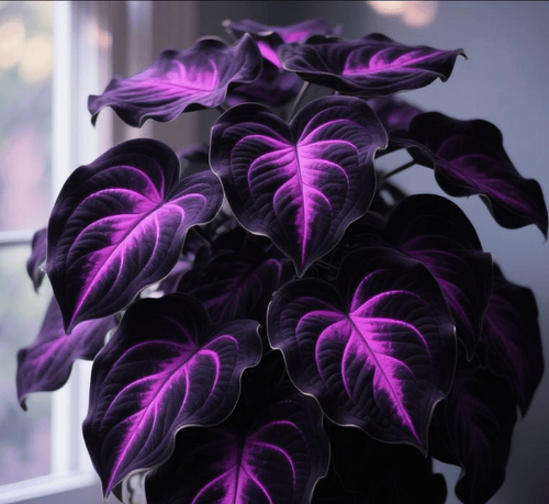 🎁Special Offer🍃 Rare Coleus Flower Seeds🌿