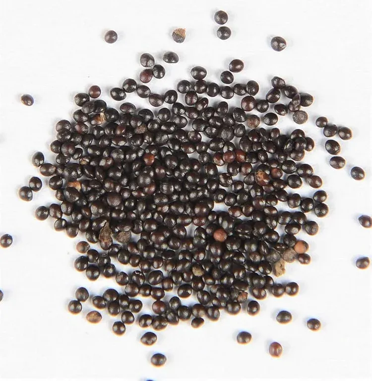 🎁Special Offer🍃 Rare Coleus Flower Seeds🌿