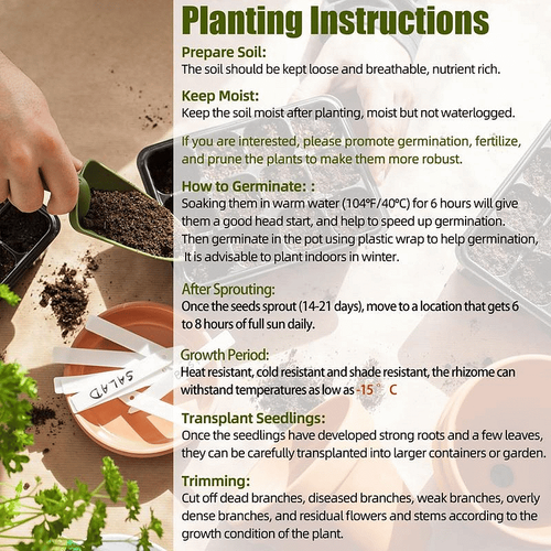 🎁Special Offer🍃 Rare Coleus Flower Seeds🌿