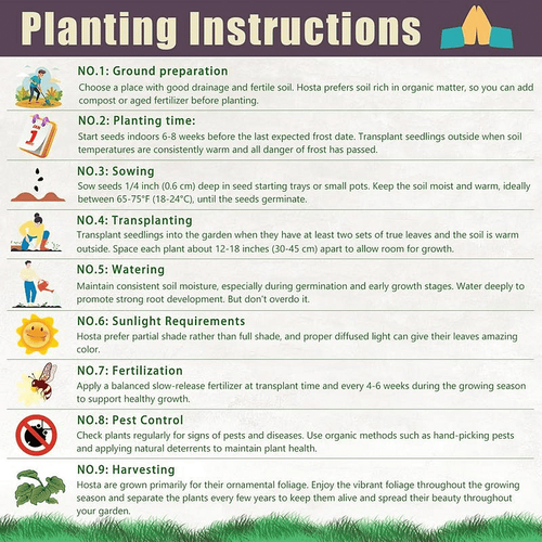 🎁Special Offer🍃 Rare Coleus Flower Seeds🌿