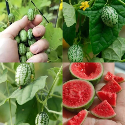 ⏰Flash sale - Rare Thumb Watermelon Seeds