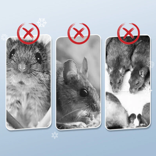 Reusable Rat Trap - Highly Sensitive Trigger, Safe for Children and Pets, Eco-Friendly Design🏡🔧