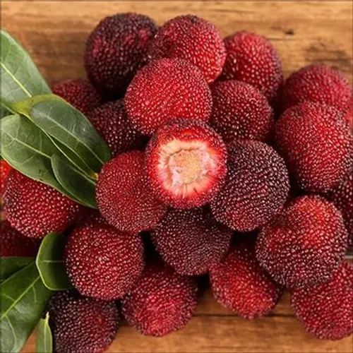 HIMALAYAN BAYBERRY⭐  SEEDS（200 pills）