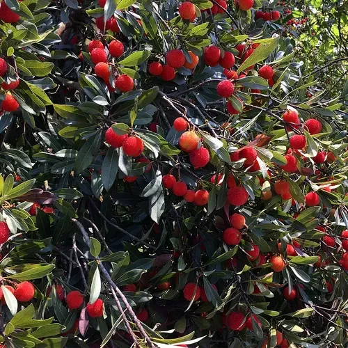 HIMALAYAN BAYBERRY⭐  SEEDS（200 pills）