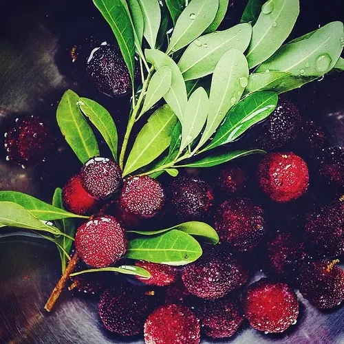 HIMALAYAN BAYBERRY⭐  SEEDS（200 pills）