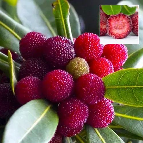 HIMALAYAN BAYBERRY⭐  SEEDS（200 pills）