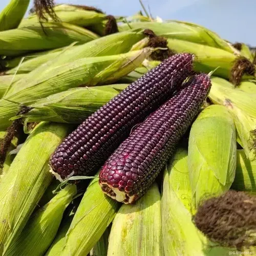 Gem Corn Seeds for Home Vegetable Gardens-（Black gemstone - 500 seeds）