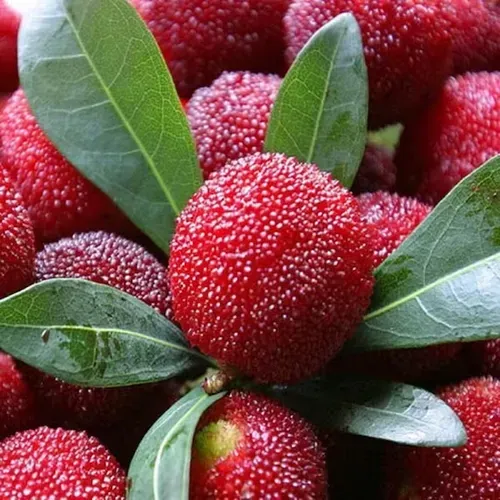 HIMALAYAN BAYBERRY⭐  SEEDS（200 pills）