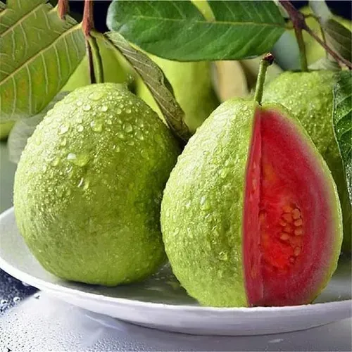 Guava seeds（2000 pills）