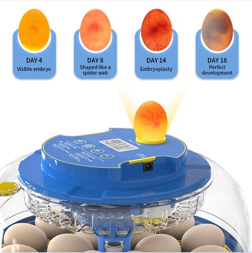 😍 Multi-functional incubator —Auto Egg Turning🥚