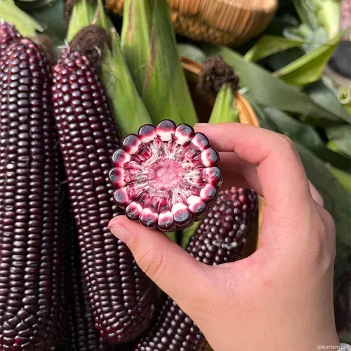 Gem Corn Seeds for Home Vegetable Gardens-（Black gemstone - 500 seeds）