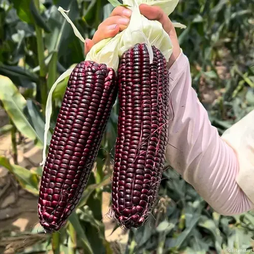 Gem Corn Seeds for Home Vegetable Gardens-（Black gemstone - 500 seeds）