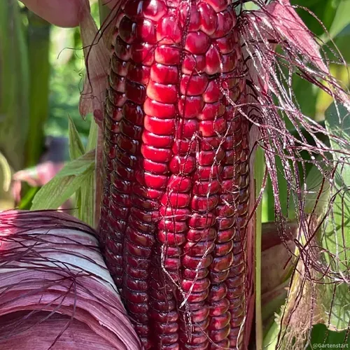 Gem Corn Seeds for Home Vegetable Gardens-（Black gemstone - 500 seeds）