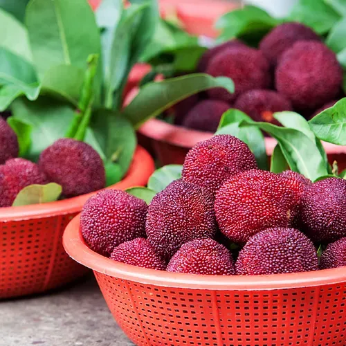 HIMALAYAN BAYBERRY⭐  SEEDS（200 pills）