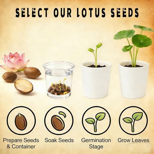 🔥HOT SALE🔥 COD！Water Lily Seeds, Open-Petaled Lotus Seeds, Multi-Colored Lotus Seeds, Large Water Lily Seedlings, Bowl-Shaped Water Lilies, Four-Season Blooming Seeds, Bowl-Shaped Water Lily Seeds