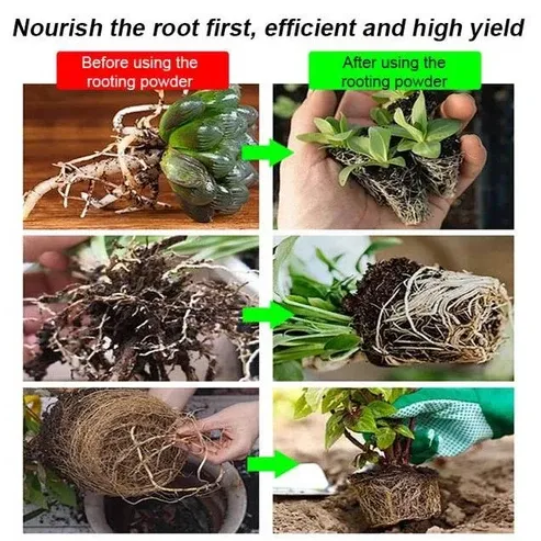 Rooting Powder