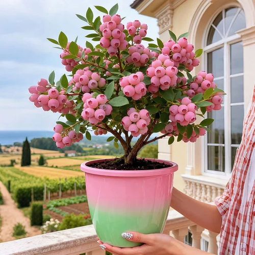 BUY 1 GET 1 FREE🌱Premium Pink Blueberry Seeds A Uniquely Delightful Taste -(200 seeds per pack)