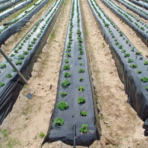 Garden mat for weed-free growth