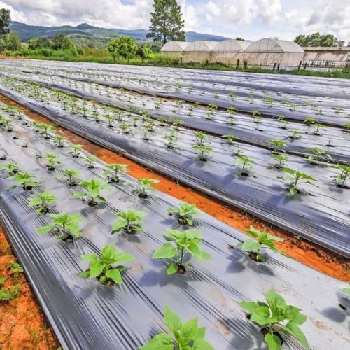 Garden mat for weed-free growth