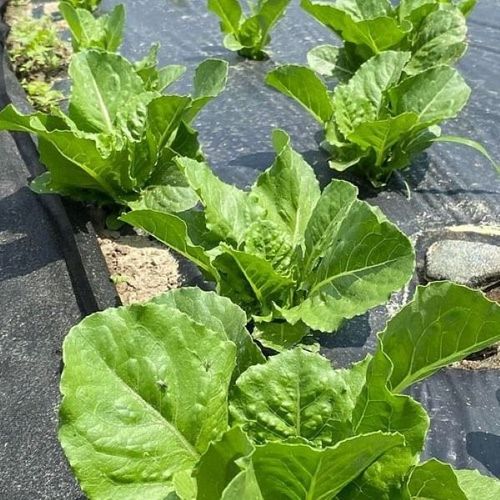 Garden mat for weed-free growth