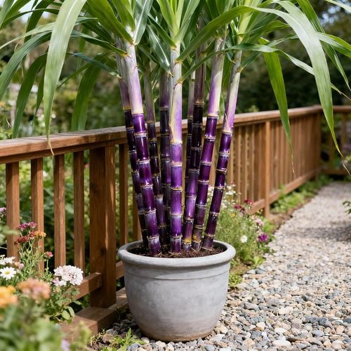 Sugarcane Seeds