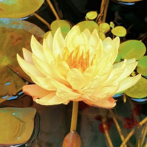 The Sacred Bonsai Bowl Lotus Flower