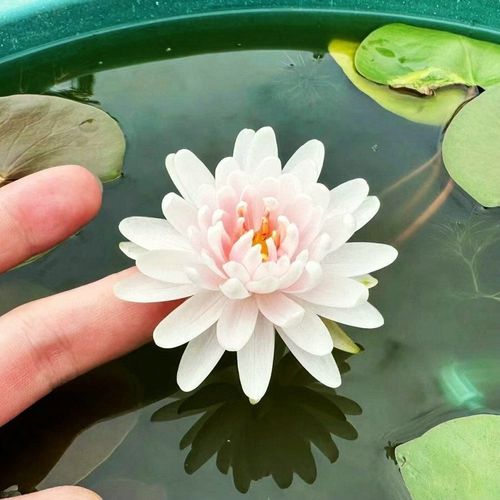 The Sacred Bonsai Bowl Lotus Flower