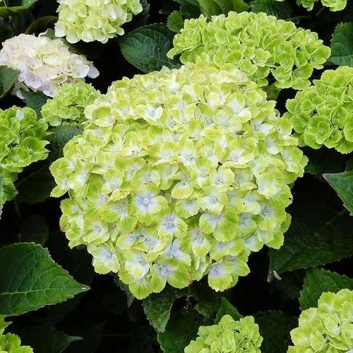 Hydrangea Seeds