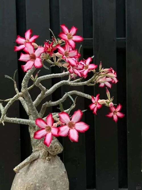 Desert Rose Seeds