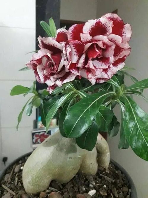 Desert Rose Seeds