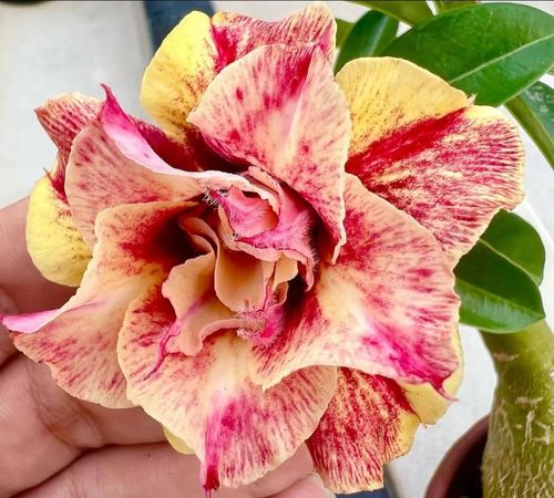 Desert Rose Seeds