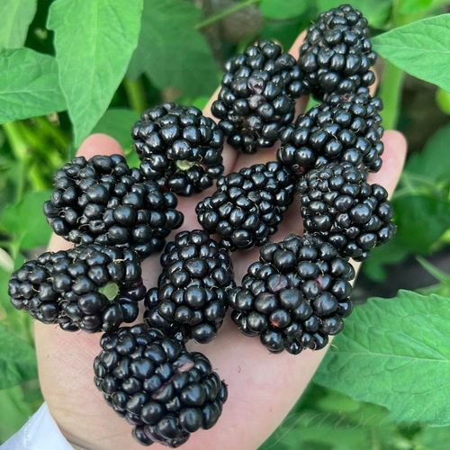 Blackberry Seeds