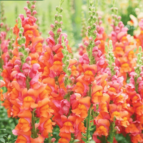 Snapdragon seeds