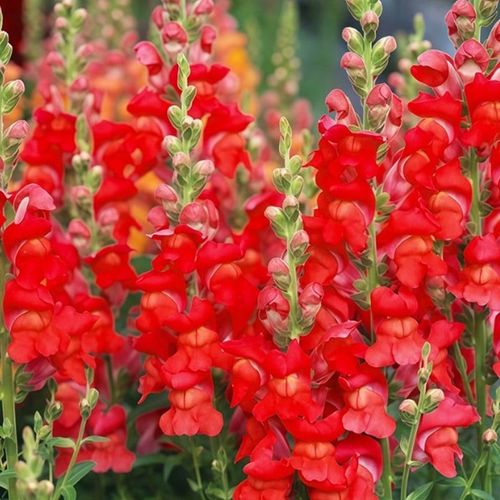 Snapdragon seeds
