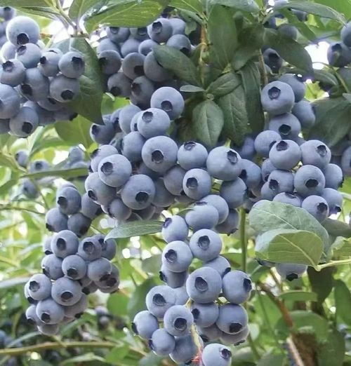 Blueberry Seeds